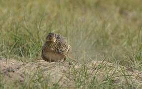 Eurasian Skylark