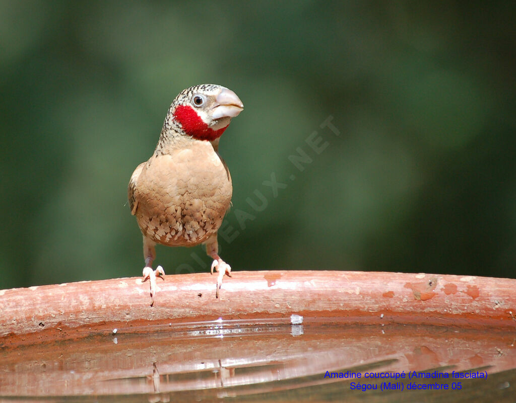 Cut-throat Finch male adult