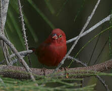 Red-billed Firefinch