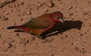 Red-billed Firefinch