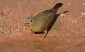 Red-billed Firefinch