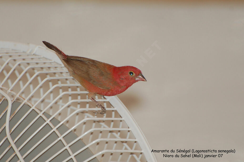 Red-billed Firefinch male