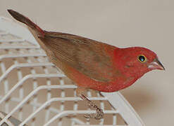 Red-billed Firefinch