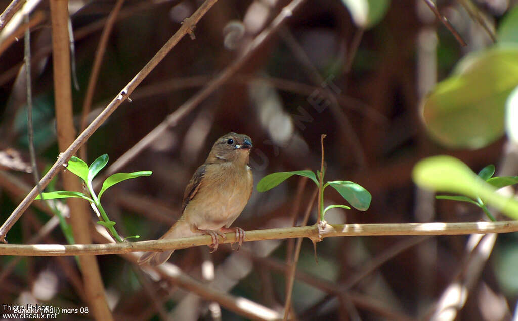 Red-billed Firefinchjuvenile