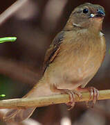 Red-billed Firefinch