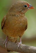 Red-billed Firefinch