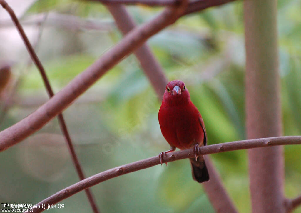 Red-billed Firefinch male adult, close-up portrait