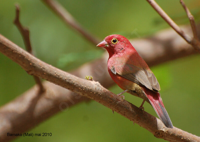 Red-billed Firefinch male adult, identification