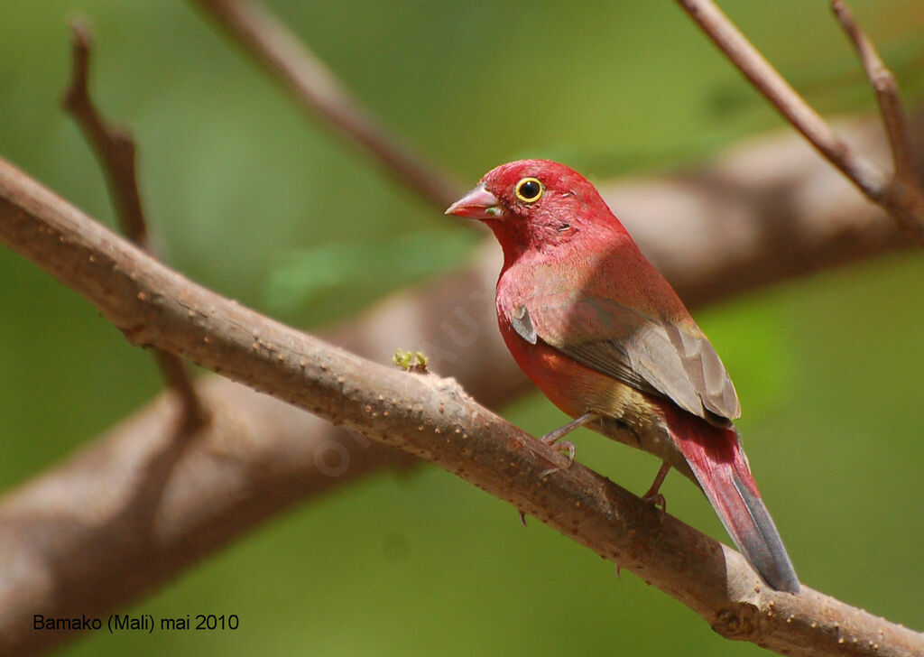 Red-billed Firefinch male adult, identification