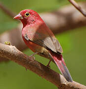 Red-billed Firefinch