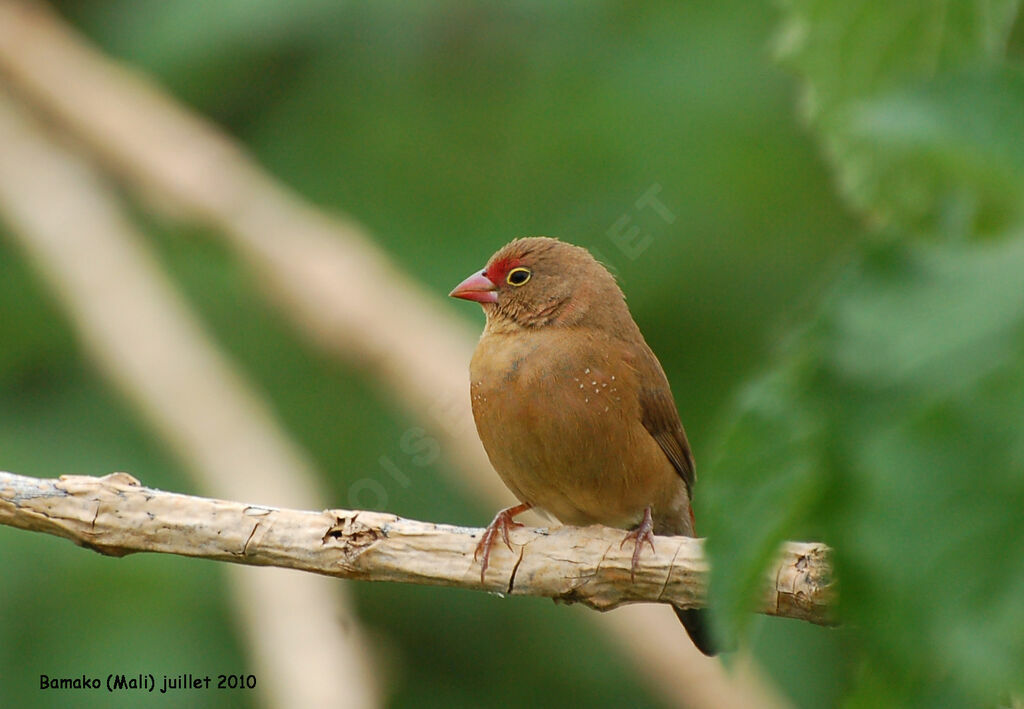 Red-billed Firefinch female adult, identification