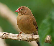 Red-billed Firefinch