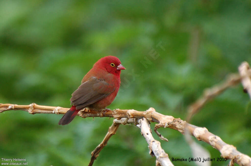 Red-billed Firefinch male adult breeding, identification