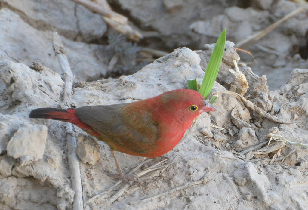 Red-billed Firefinch male adult, identification