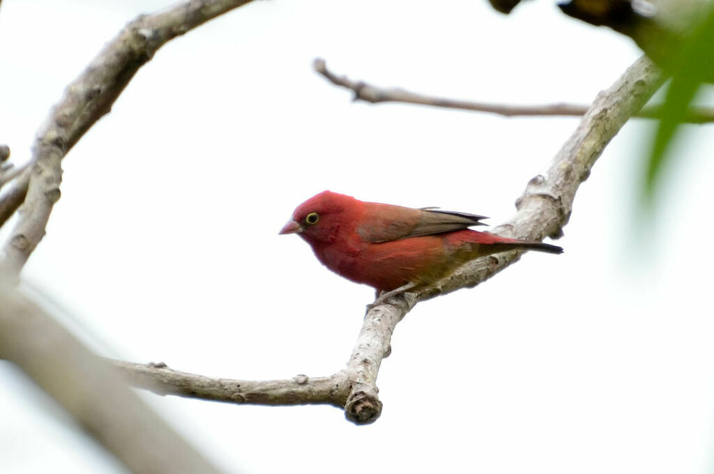 Red-billed Firefinch