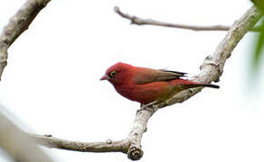 Red-billed Firefinch