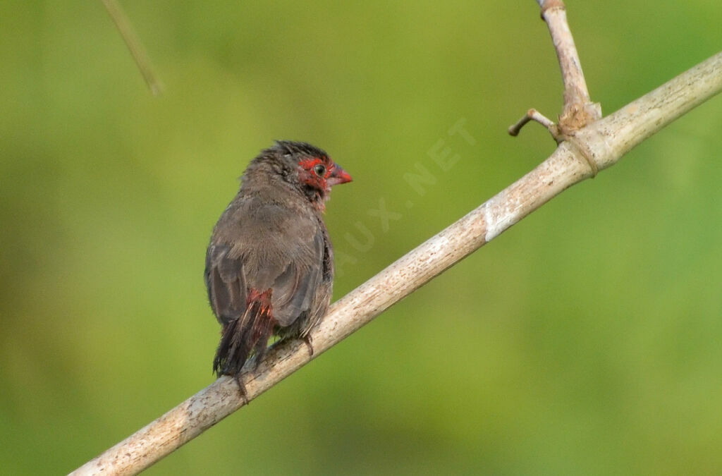 Amarante pointé, identification