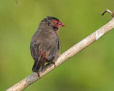 Bar-breasted Firefinch