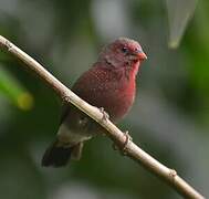 Bar-breasted Firefinch