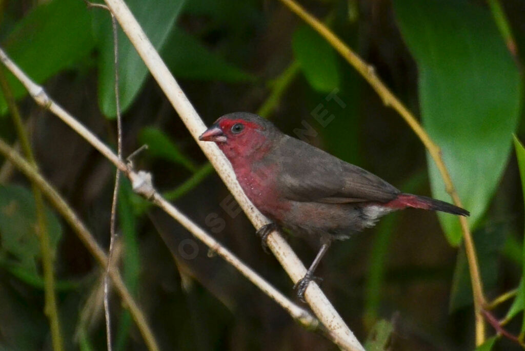 Amarante pointéadulte, identification