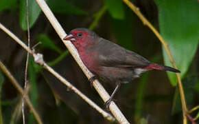 Bar-breasted Firefinch