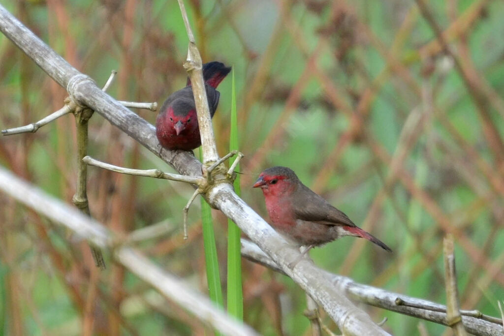 Bar-breasted Firefinch