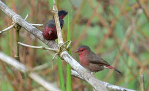 Bar-breasted Firefinch