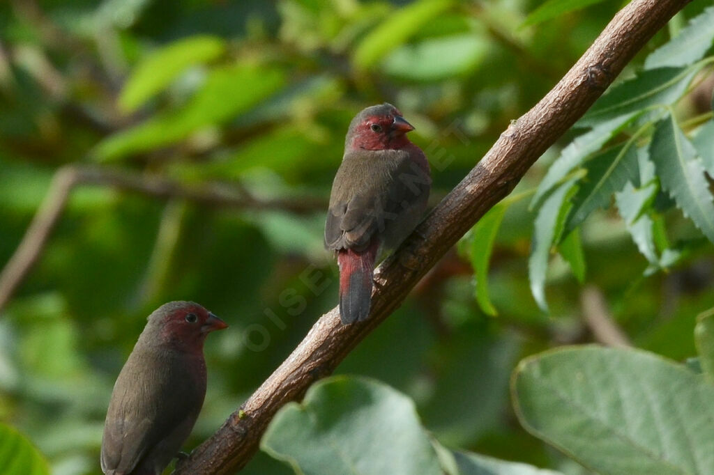 Amarante pointéadulte, identification