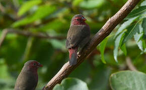 Bar-breasted Firefinch