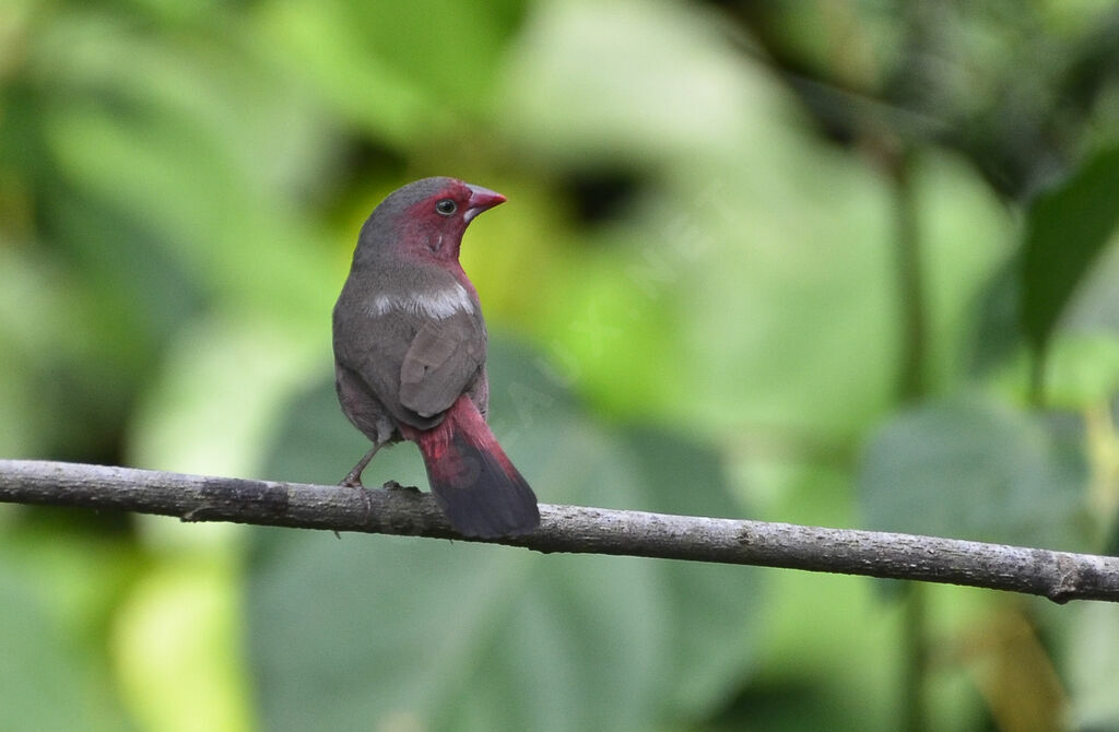 Bar-breasted Firefinchadult, identification