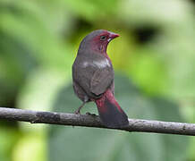 Bar-breasted Firefinch