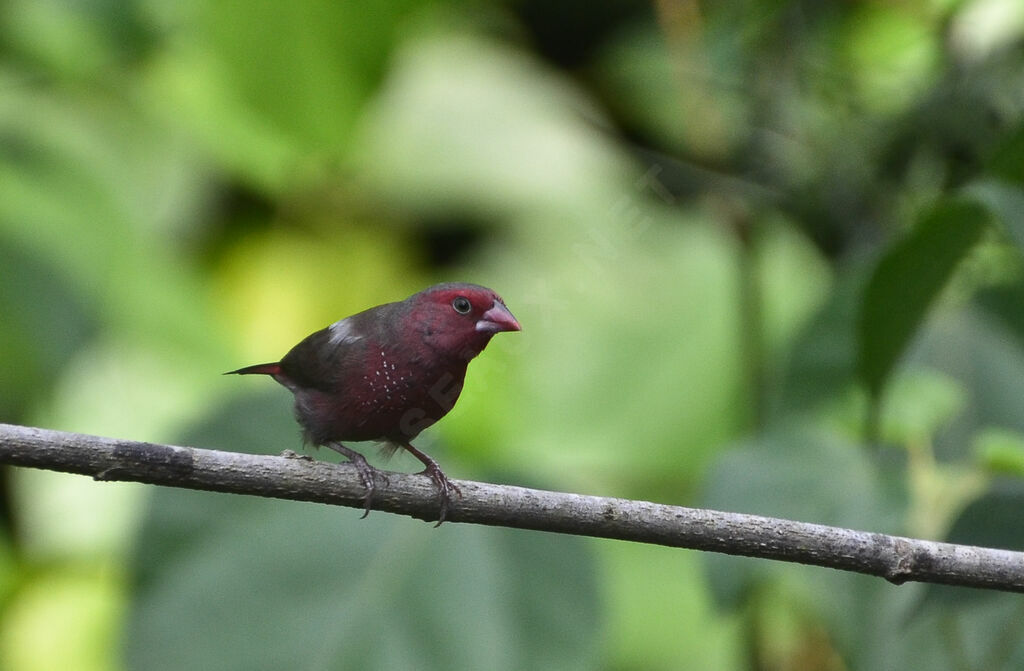 Bar-breasted Firefinchadult, identification