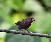 Bar-breasted Firefinch