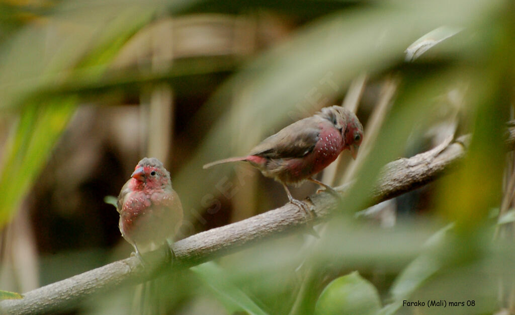 Bar-breasted Firefinch