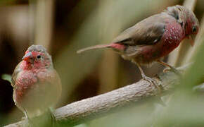 Bar-breasted Firefinch