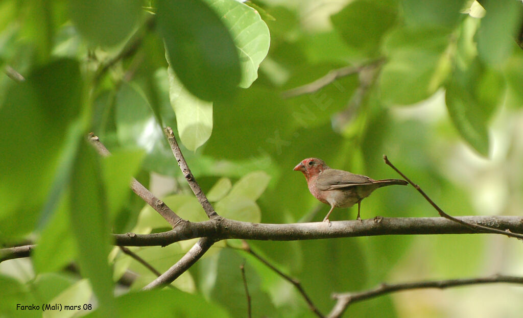 Bar-breasted Firefinch