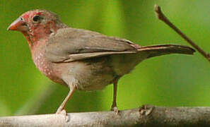 Bar-breasted Firefinch