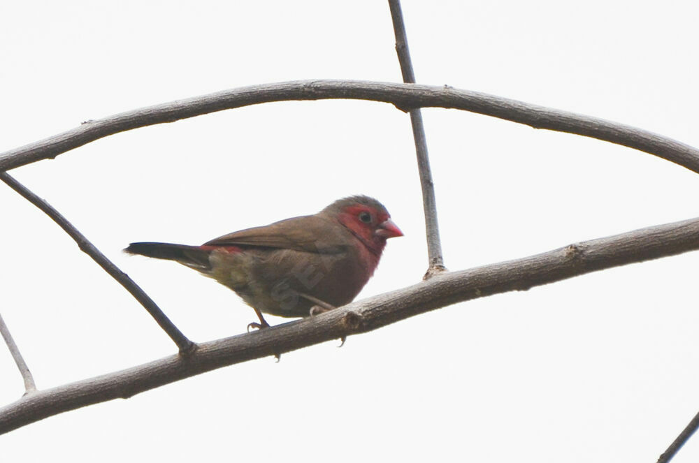 Bar-breasted Firefinchimmature