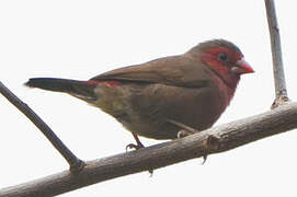 Bar-breasted Firefinch