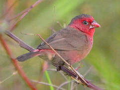 Bar-breasted Firefinch