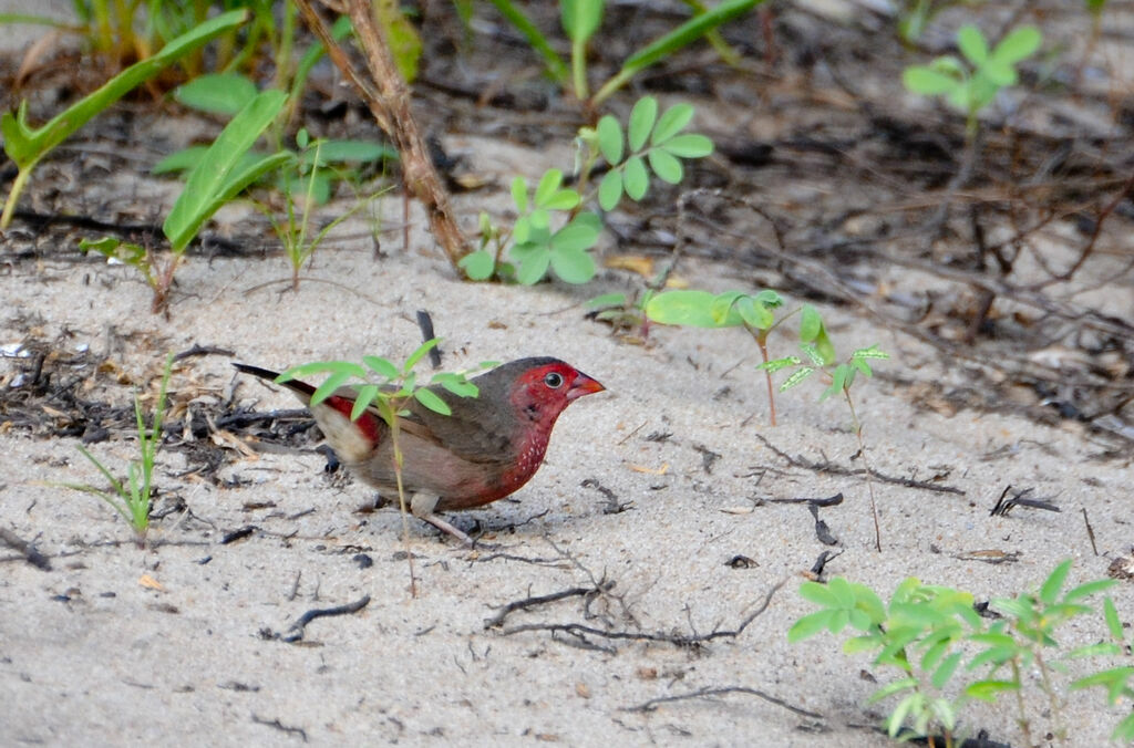 Bar-breasted Firefinchadult, identification