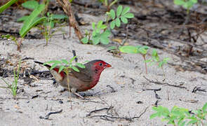 Bar-breasted Firefinch