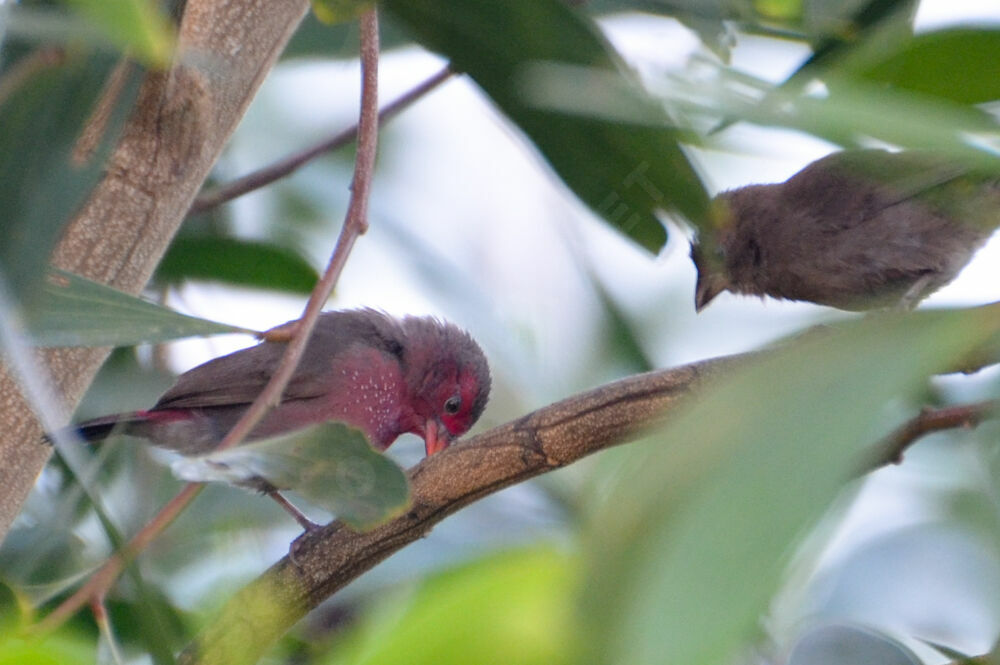 Bar-breasted Firefinch