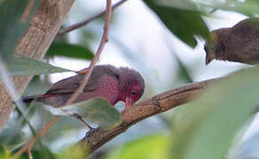 Bar-breasted Firefinch