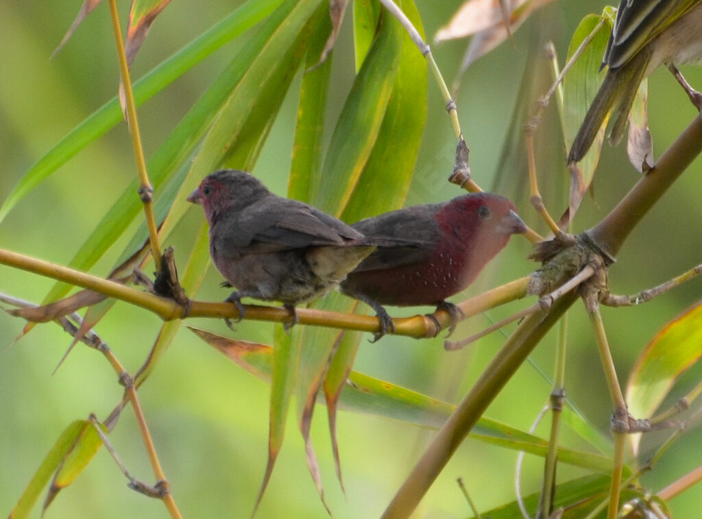 Bar-breasted Firefinchadult, identification