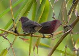 Bar-breasted Firefinch