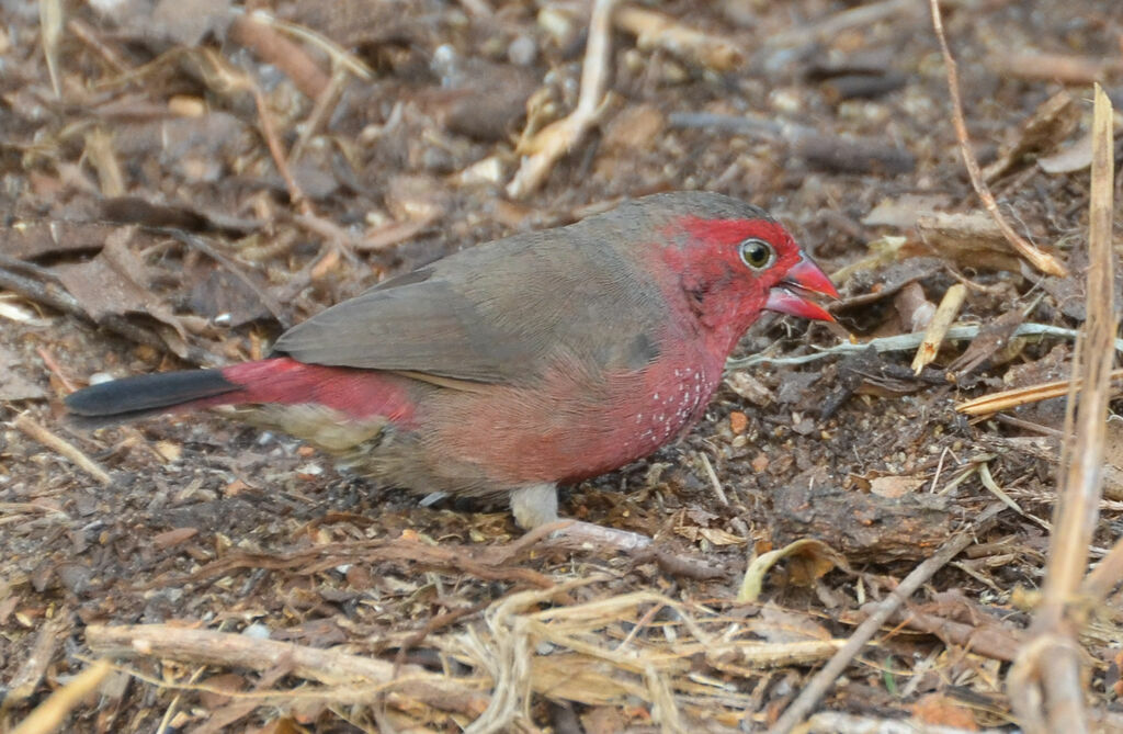 Bar-breasted Firefinch male adult, identification