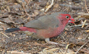 Bar-breasted Firefinch