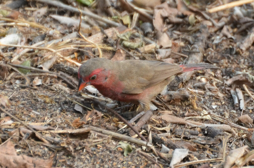 Bar-breasted Firefinch female adult