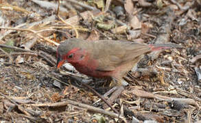 Bar-breasted Firefinch